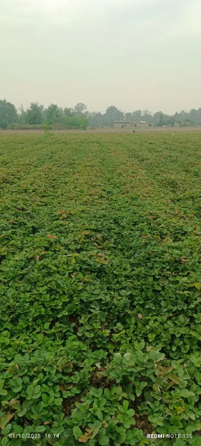 نهال پر|گل و گیاه طبیعی|دلند, |دیوار