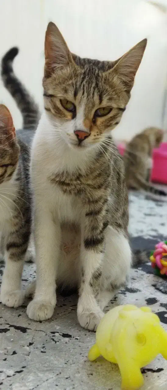 گمشده حوالی جاده همایون کوچه بیگلی/پاداش ویژه|حیوانات|زنجان, |دیوار