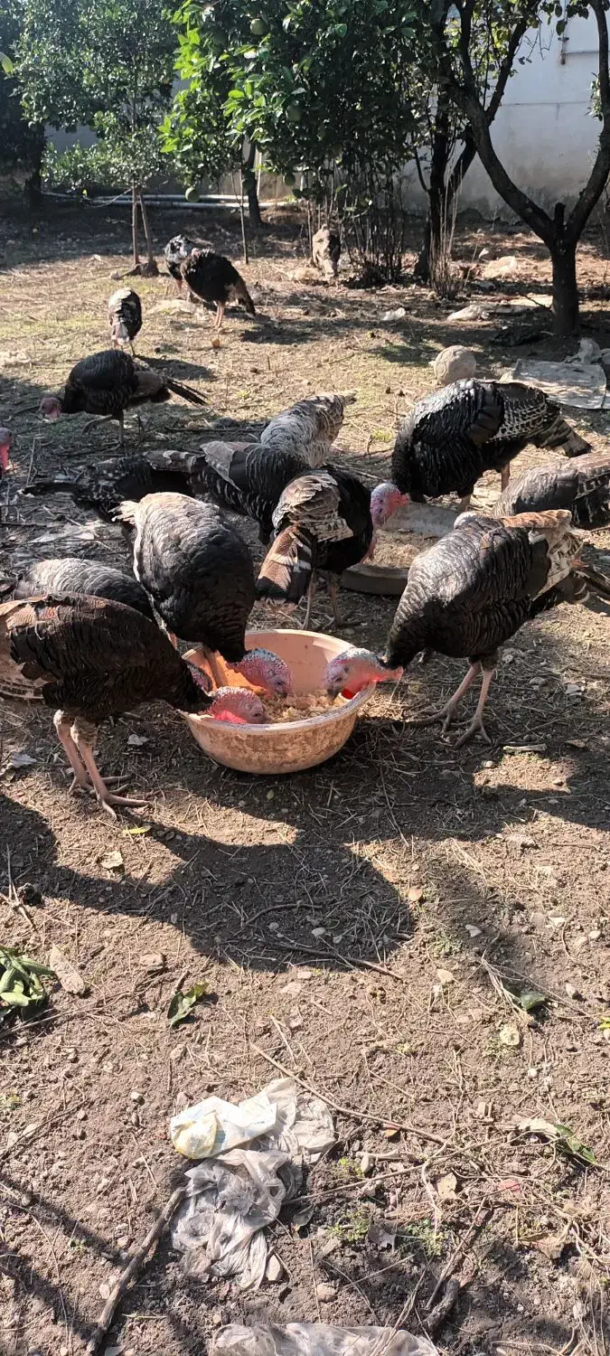 بوقلمون|حیوانات مزرعه|نوشهر, |دیوار