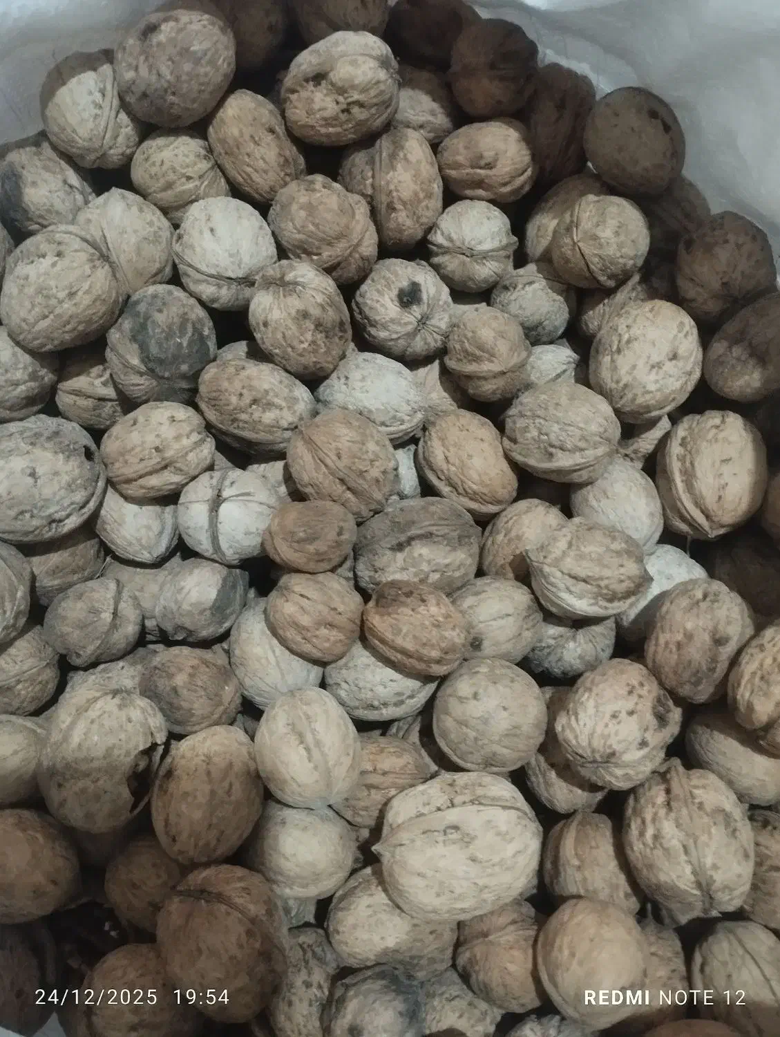 گردو|عمده‌فروشی|سلماس, |دیوار