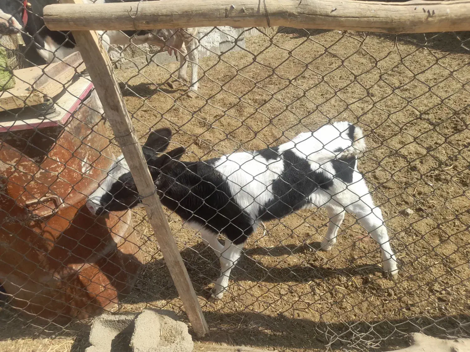 یک راس گوساله ماده شیری.یک راس گاو شیری|حیوانات مزرعه|اصفهان, لیمجیر|دیوار