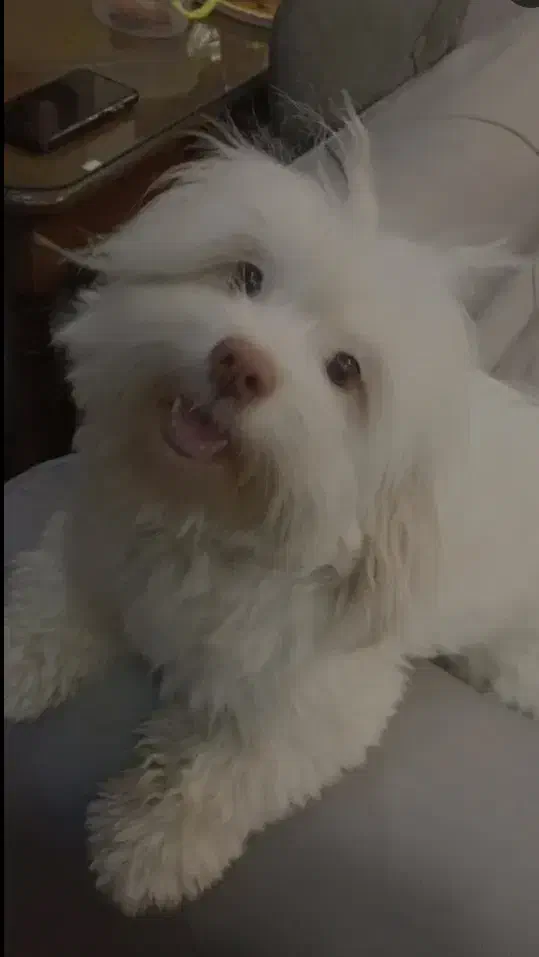 جفت شیتزو|سگ|مشهد, آیت الله خامنه‌ای|دیوار