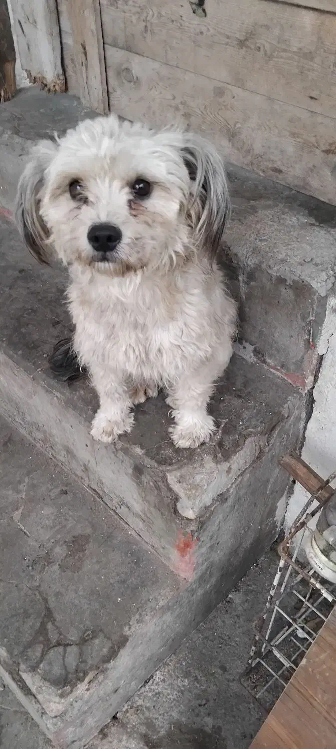 سگ تریر واگذاری|سگ|لاهیجان, لاشیدان|دیوار