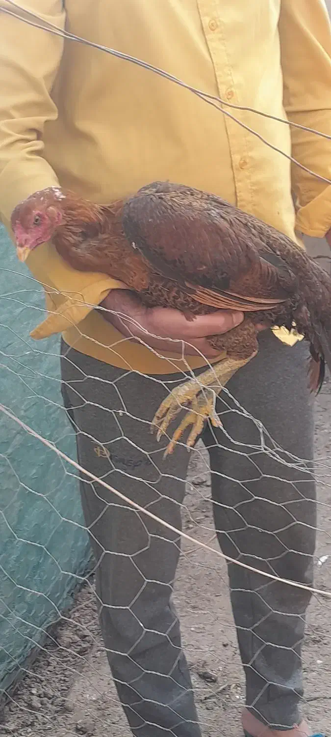 مرغ لاری|حیوانات مزرعه|نیشابور, مازول|دیوار