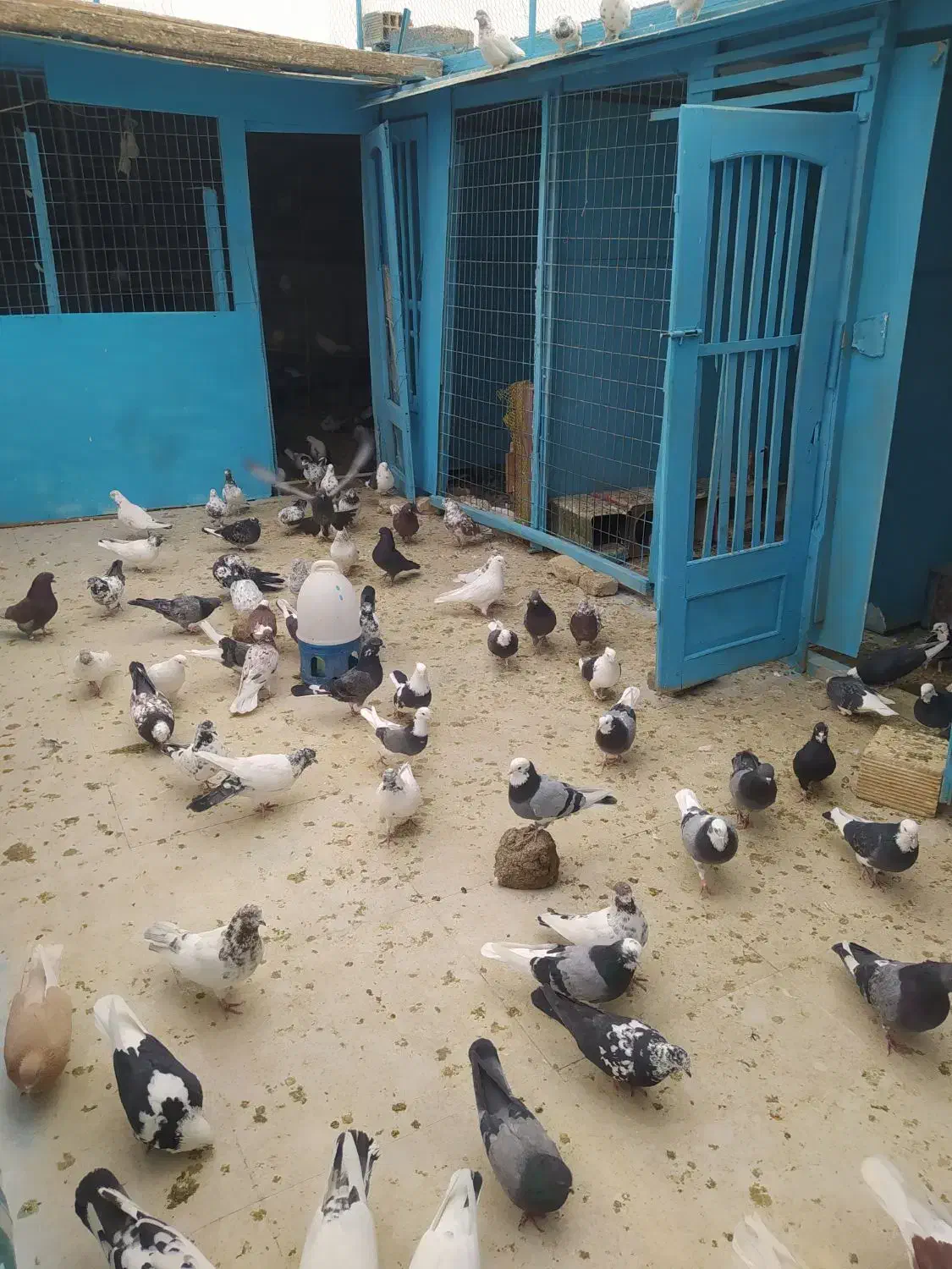 کبوتر شازده و کاشانی هستند|پرنده|پیر بکران, |دیوار