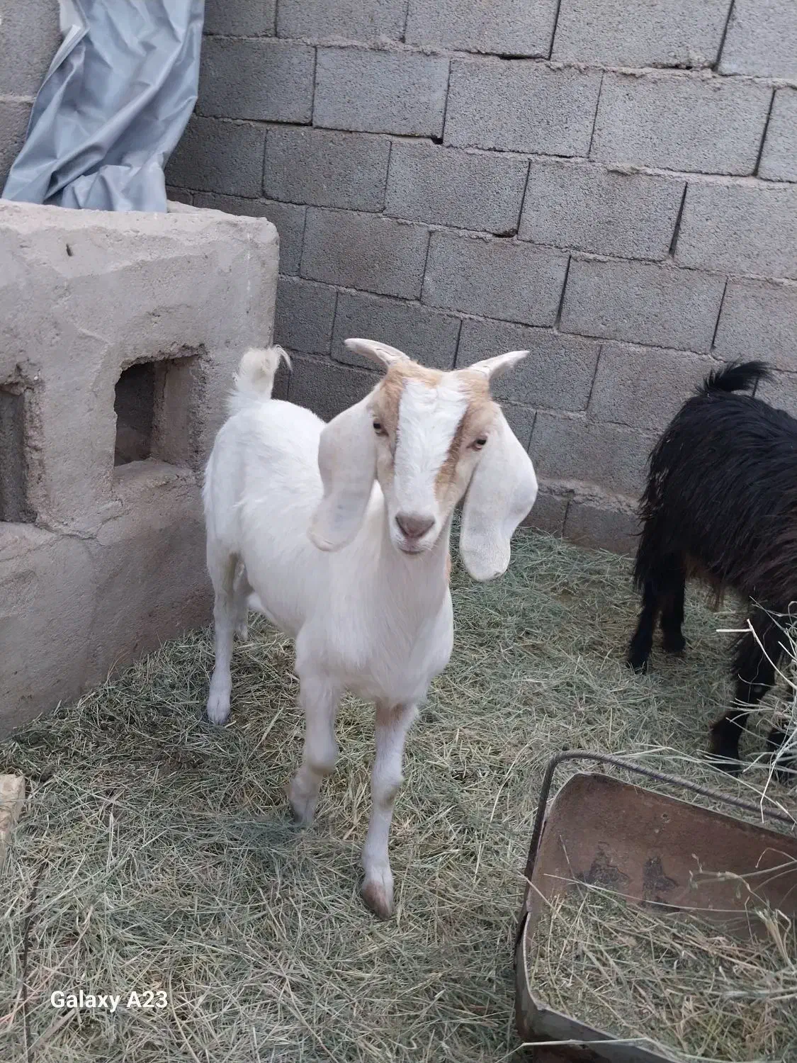فروش دو بزغاله ماده|حیوانات مزرعه|طبس, |دیوار