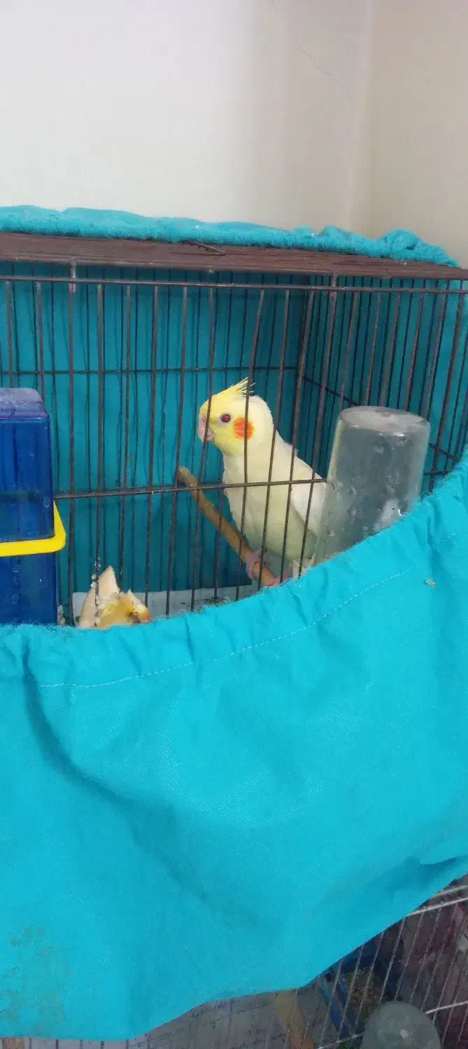 عروس هلندی لوتینوماده|پرنده|کهریزک, |دیوار