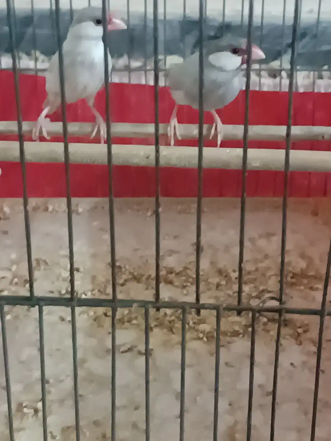 فنچ سیلور|پرنده|بوشهر, |دیوار