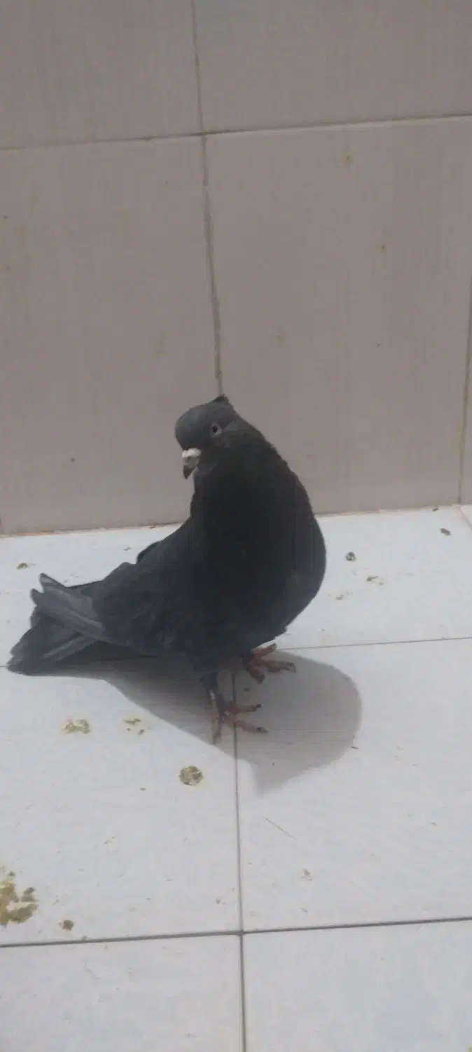 کفتر نر زاغ ازنسل سرور سوقدیم|پرنده|پرند, فاز ۶|دیوار