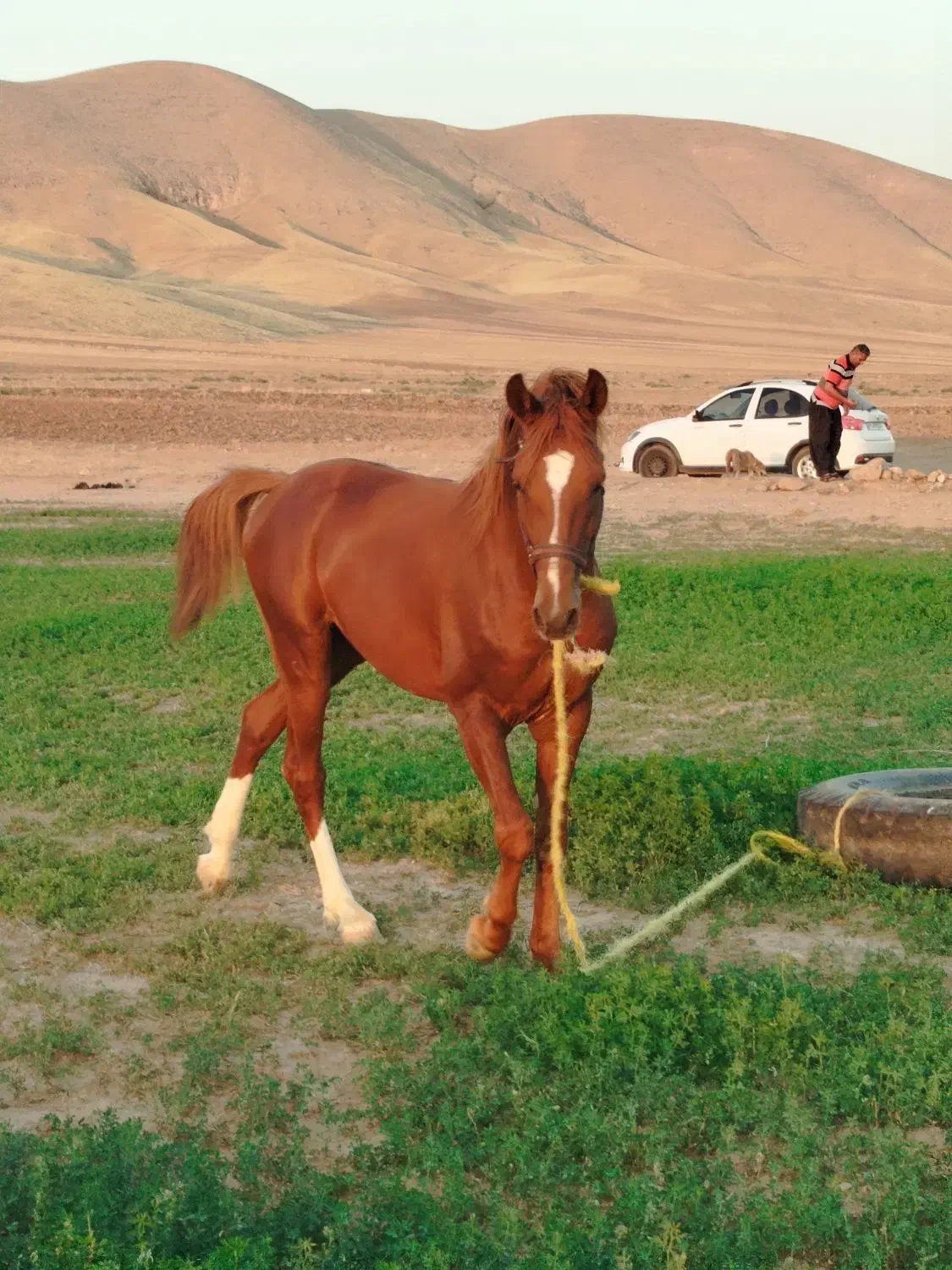 اسب|اسب و تجهیزات اسبسواری|طرهان, |دیوار