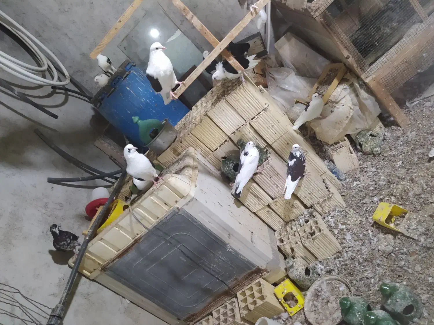 کبوتر|پرنده|قشم, |دیوار