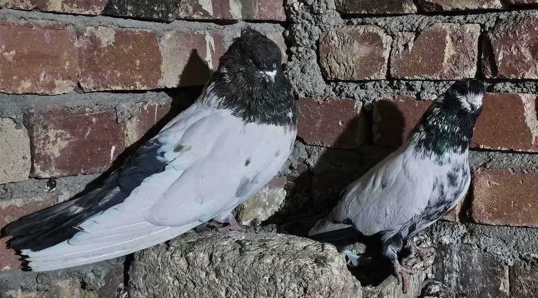 کبوتر کله دم سبز نوک چفت قنار کله ای نوک ریز دمی|پرنده|خزل, |دیوار