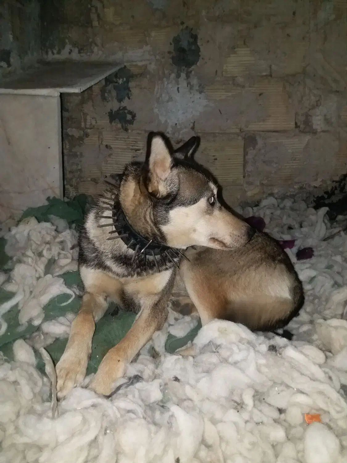 سگ هاسگی|سگ|مشهد, توس (بلوار توس)|دیوار