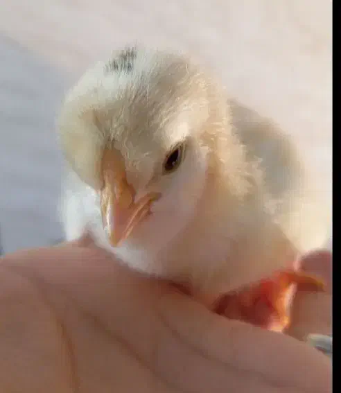 جوجه مرغ و خروس گلین لری اصیل چندروزه کیفیت بالا|حیوانات مزرعه|قم, نیروگاه|دیوار