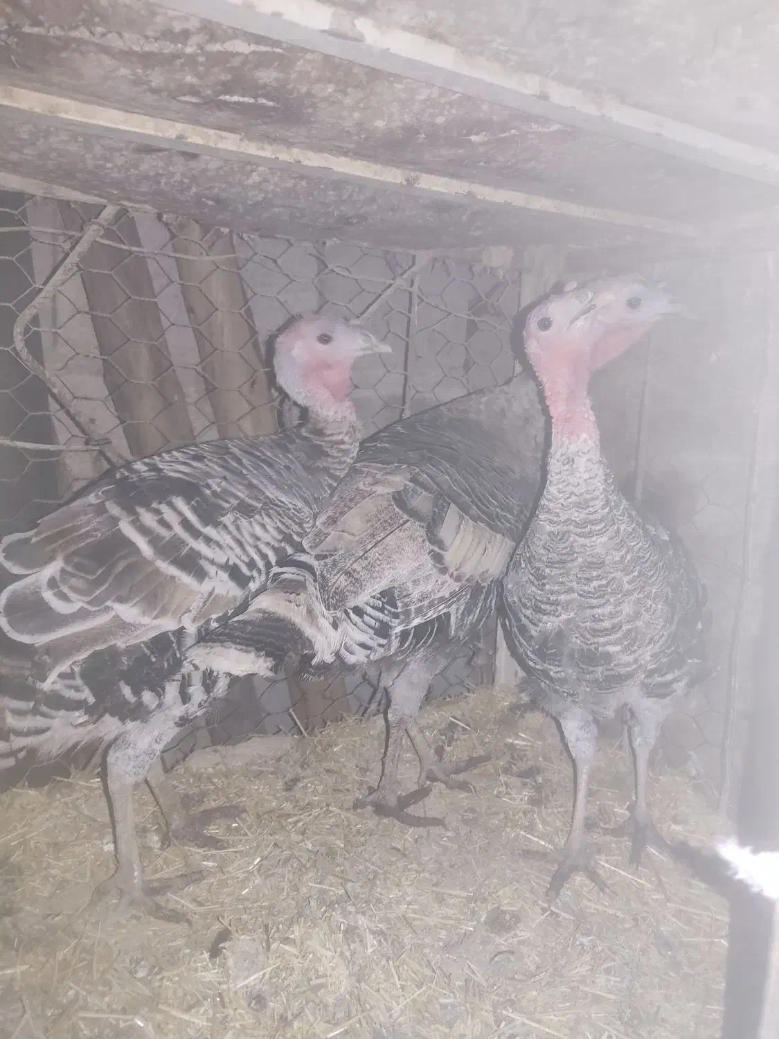 بوقلمون|حیوانات مزرعه|آبدانان, |دیوار