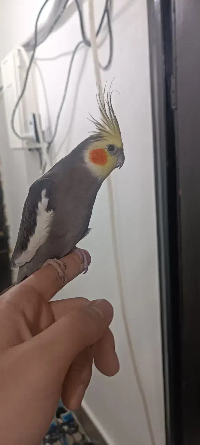 طوطی عروس هلندی سخنگو|پرنده|رشت, پیرکلاچای|دیوار