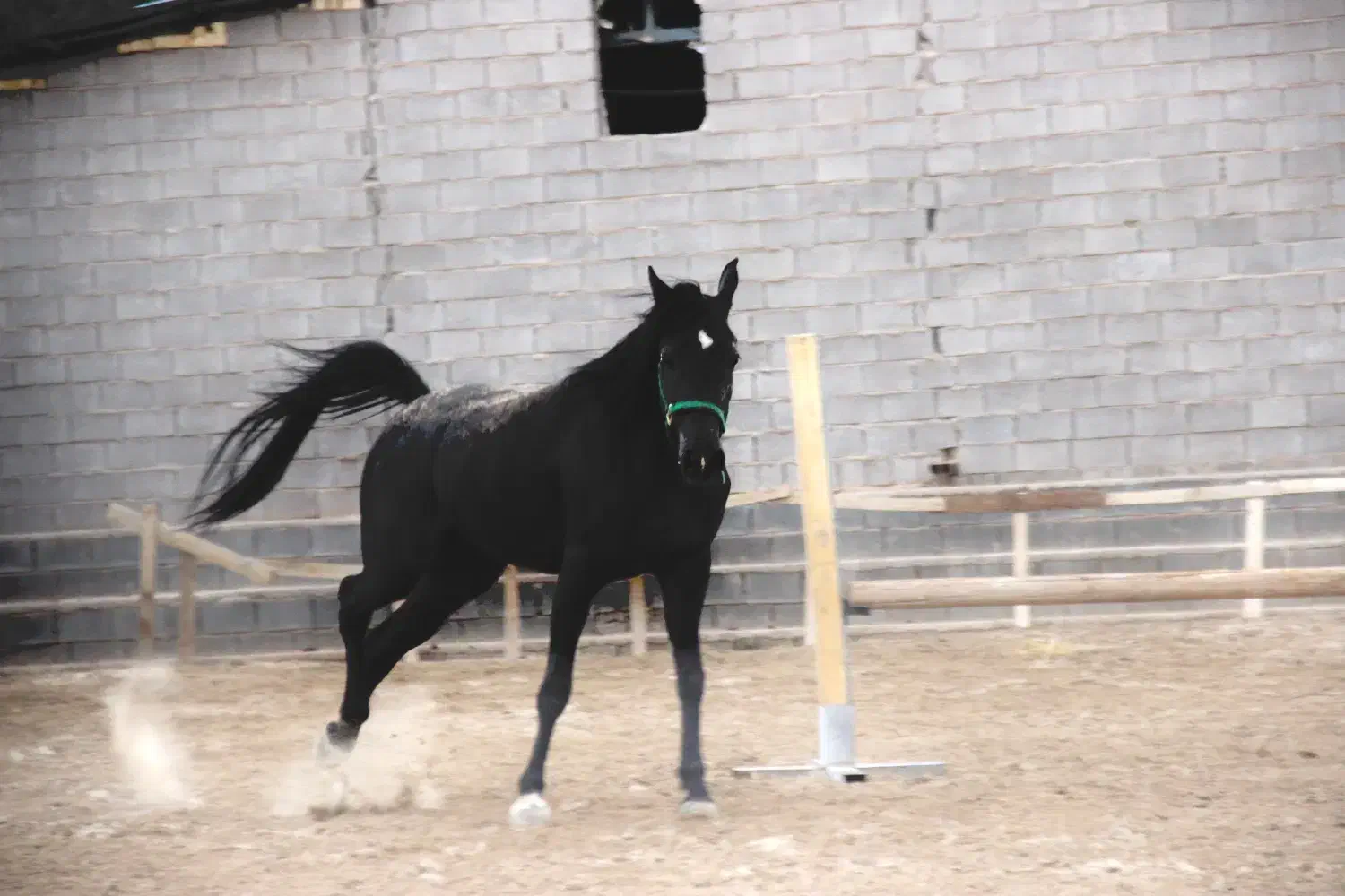 مادیون عرب اصیل|اسب و تجهیزات اسبسواری|مهریز, |دیوار