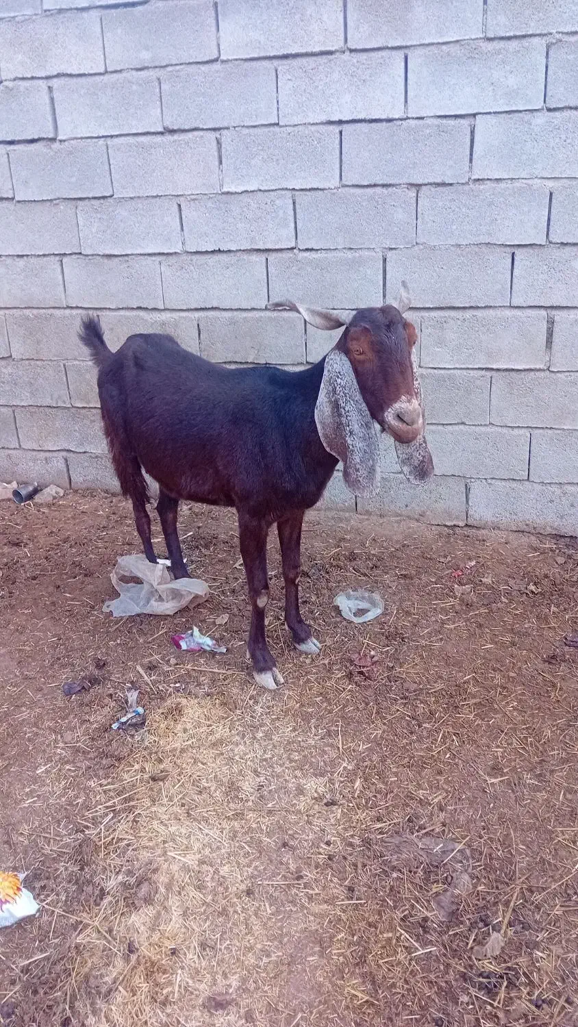 شادگان|حیوانات مزرعه|شادگان, |دیوار