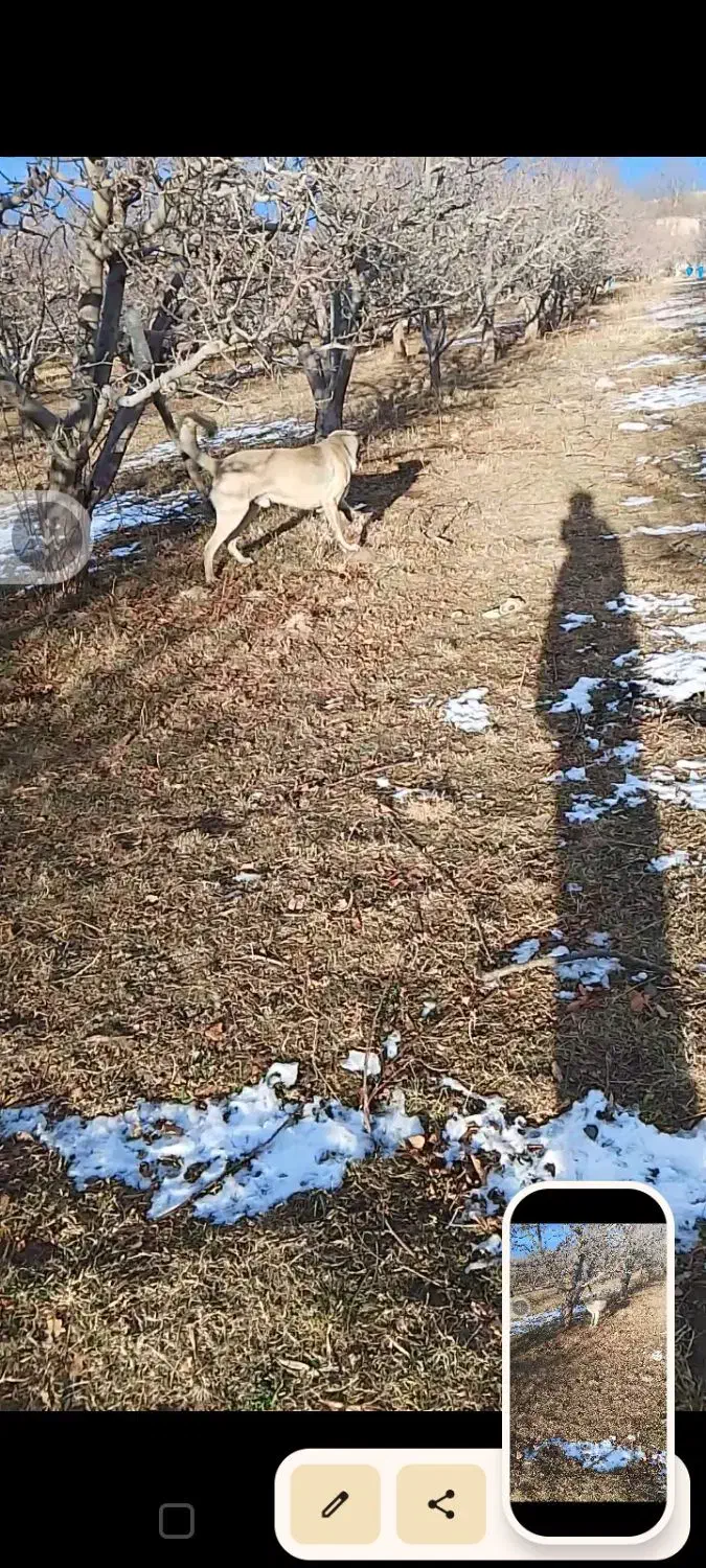 معاوضه|سگ|قصابه, |دیوار