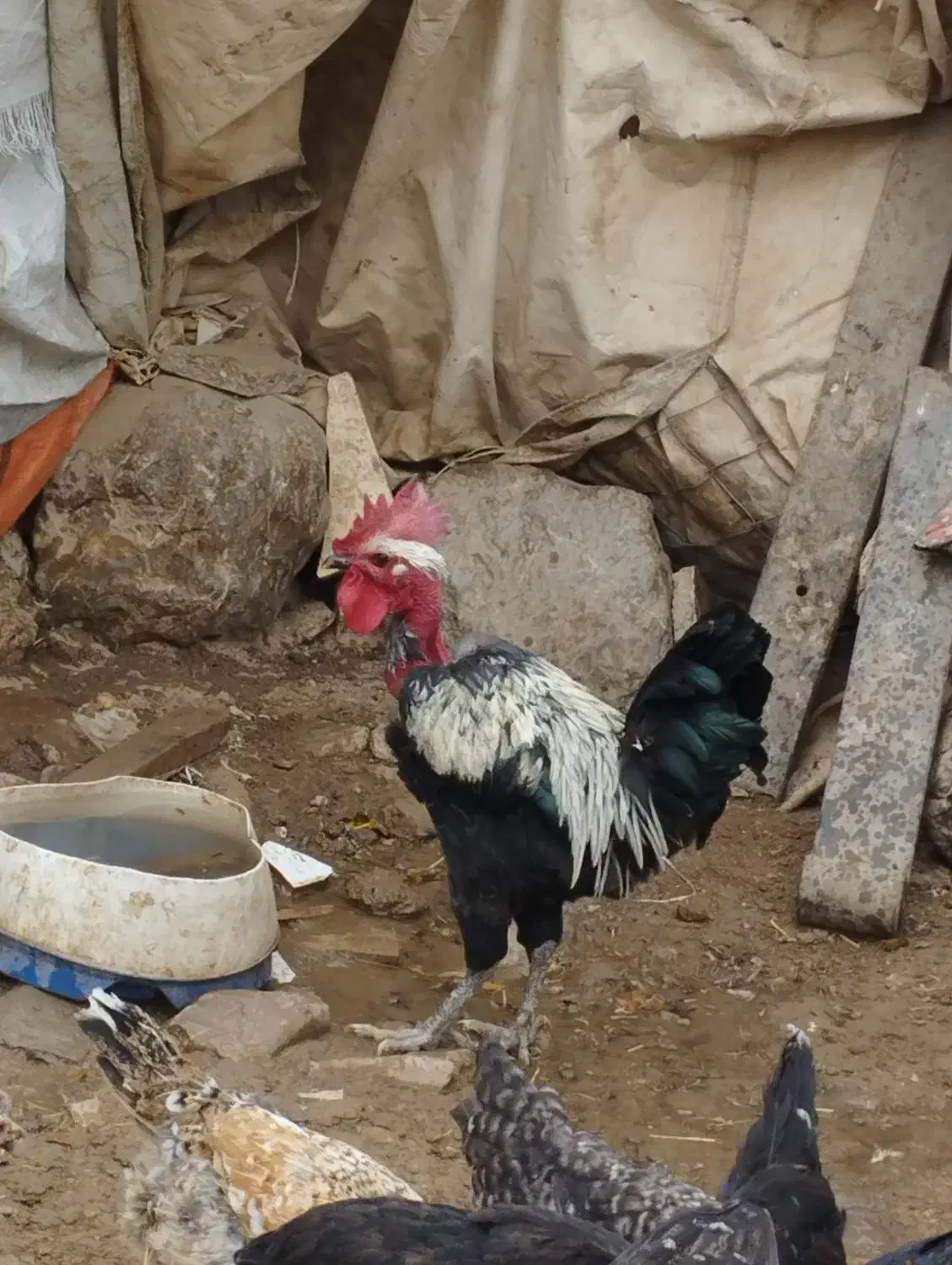 مرغ و خروس|حیوانات مزرعه|سیلاخور, |دیوار