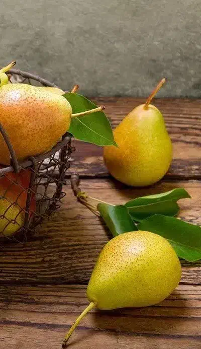 پیشفروش نهال گلابی بارتلت بصورت|خدمات باغبانی و درختکاری|بسطام, |دیوار