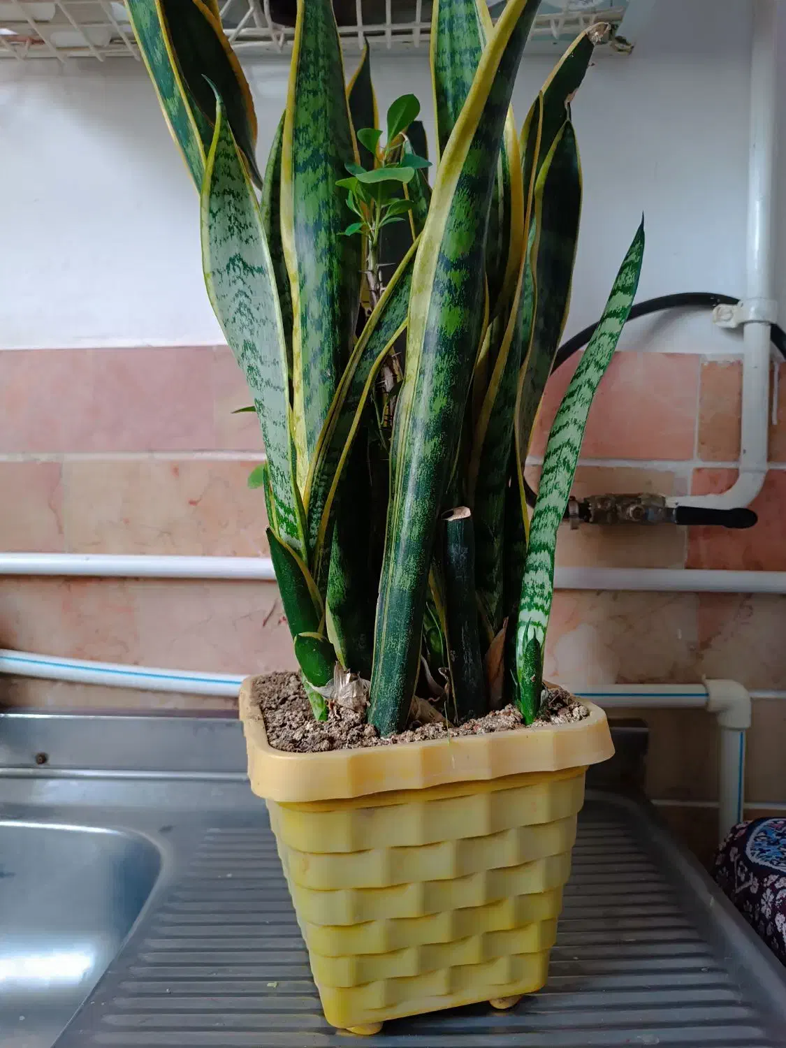 گل شمشیری برگ‌زرد|گل و گیاه طبیعی|اردبیل, |دیوار