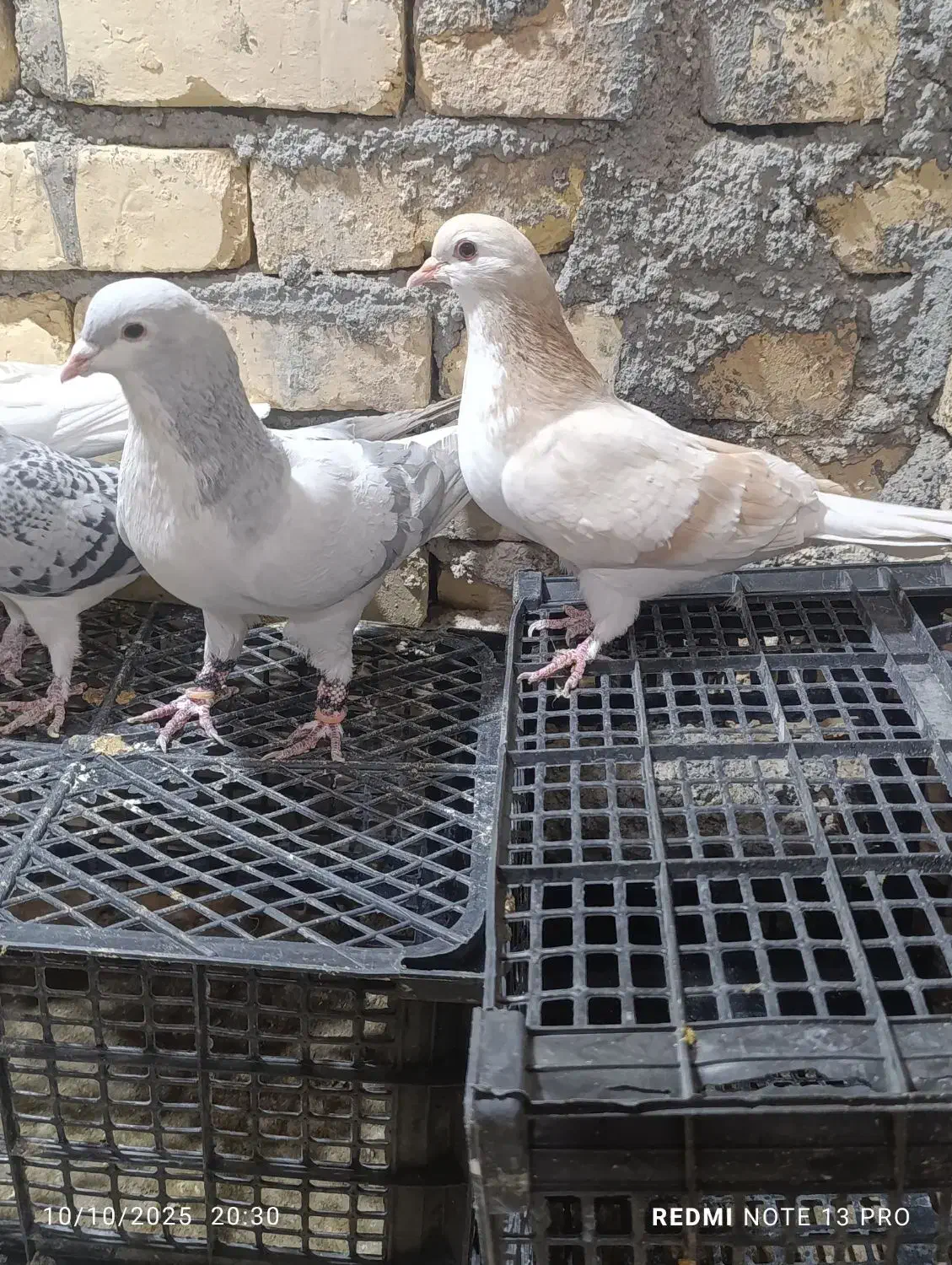 ۲۵کفتر رنگه درجه یک قلدرپابلند|پرنده|کاشمر, |دیوار