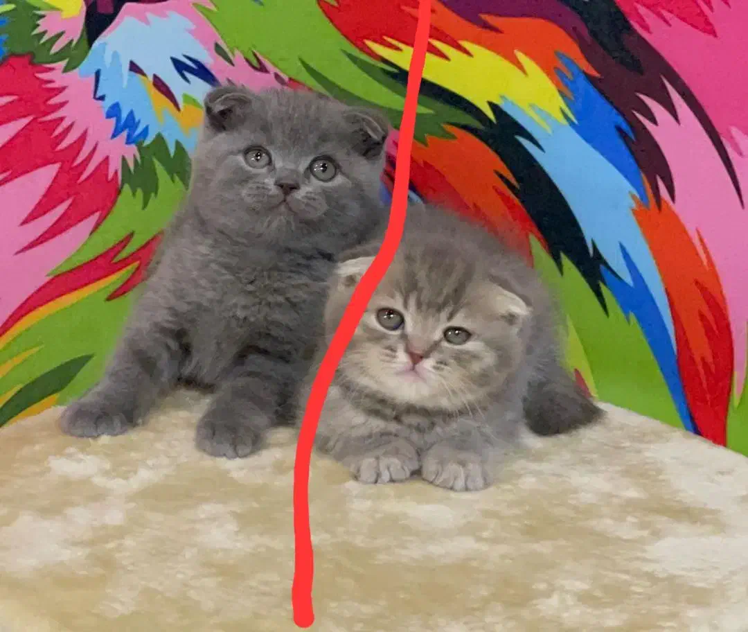 اسکاتیش بلو|گربه|بیرجند, |دیوار