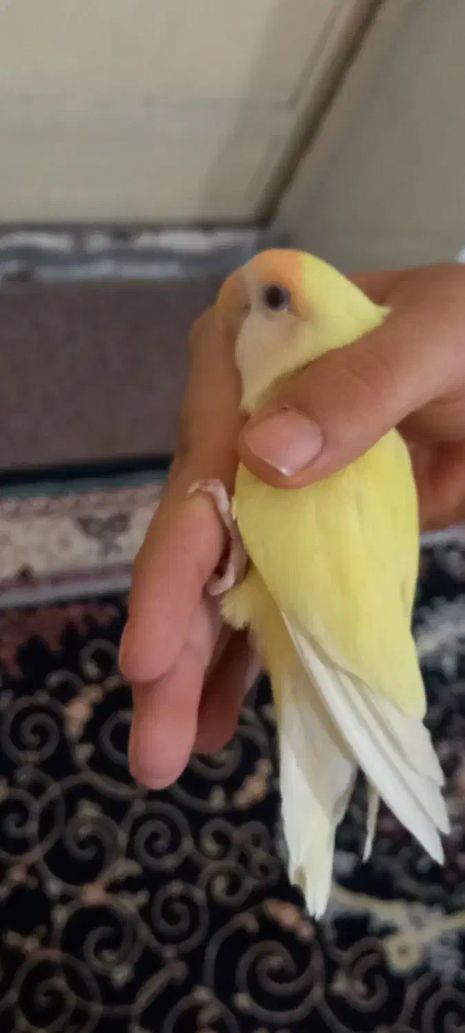 یک عدد طوطی برزیلی|پرنده|امیدیه, |دیوار