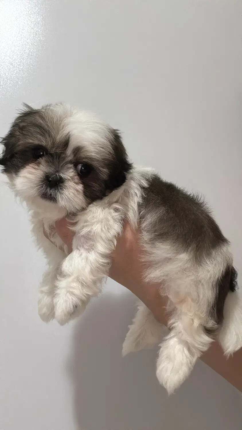 توله سوپر فلت نر|سگ|تهران, استاد معین|دیوار