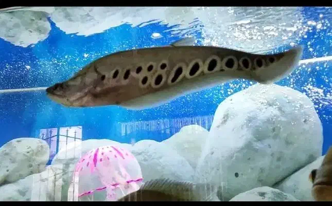 جفت چاقو ماهی نروماده معاوضه دارم با ماهی|ماهی|کاشمر, |دیوار