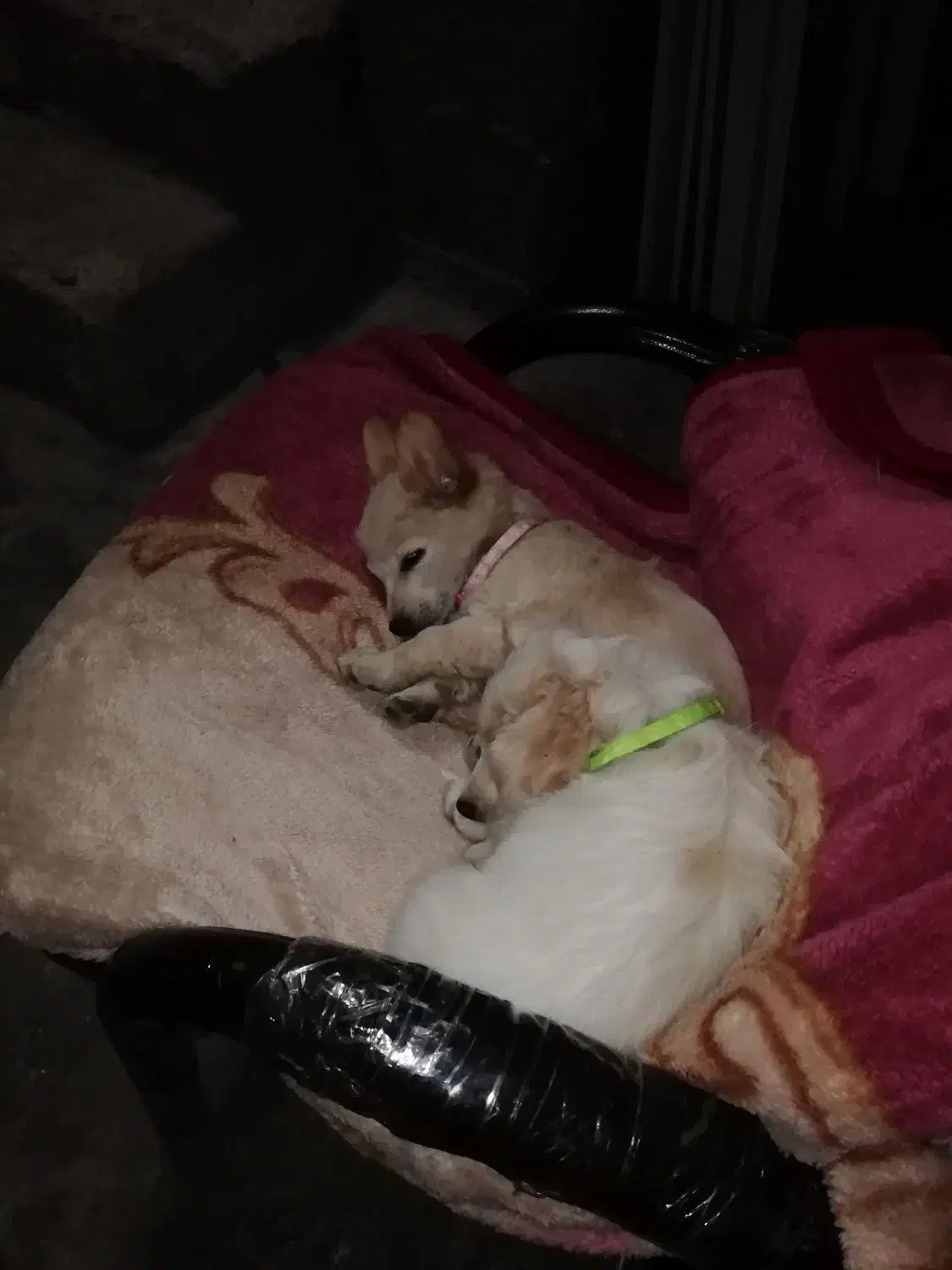 حیوان|سگ|رشت, عینک|دیوار