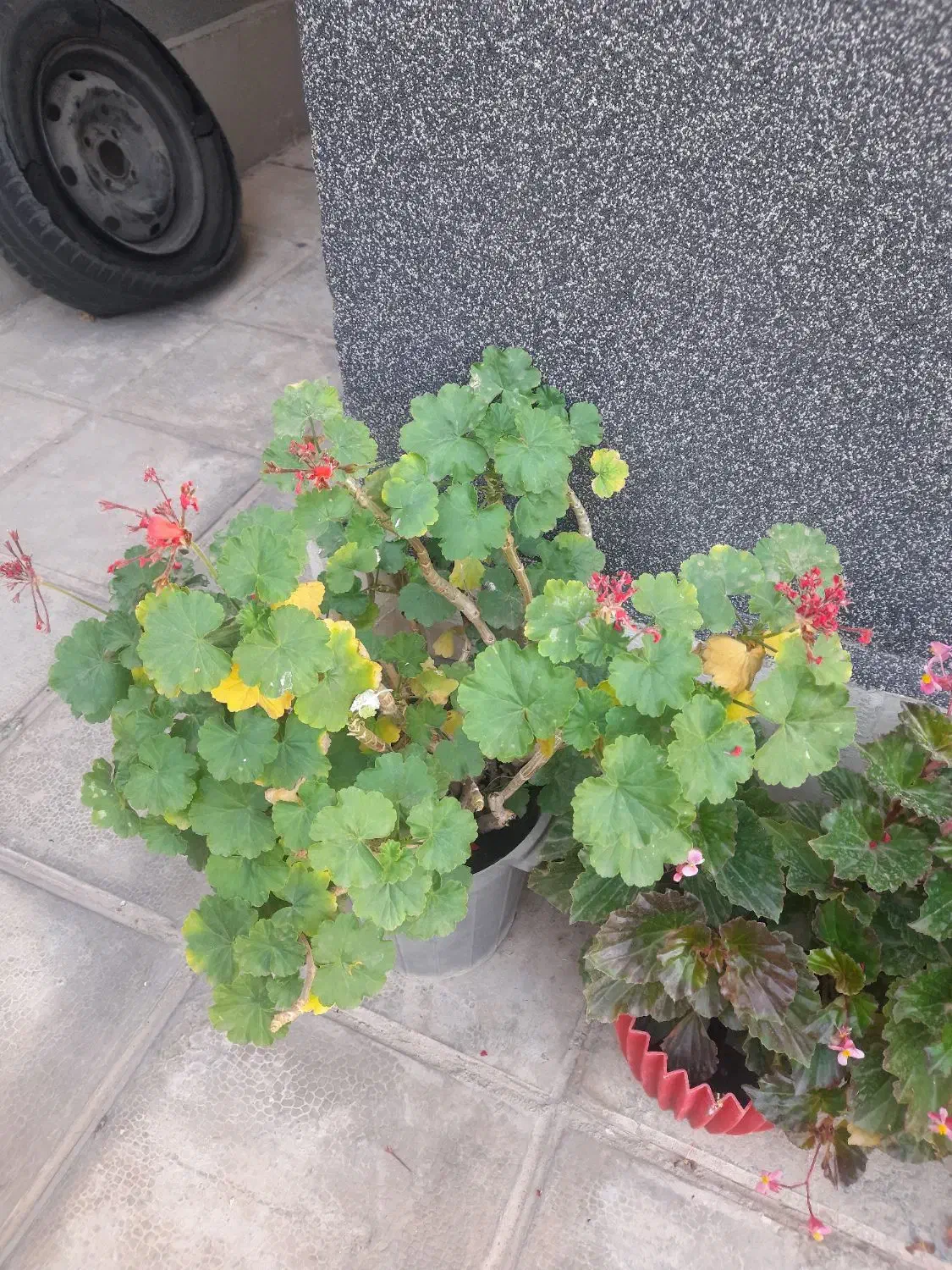 گلهای سالم سر حال|گل و گیاه طبیعی|هشتگرد, فاز ۳ مهستان|دیوار