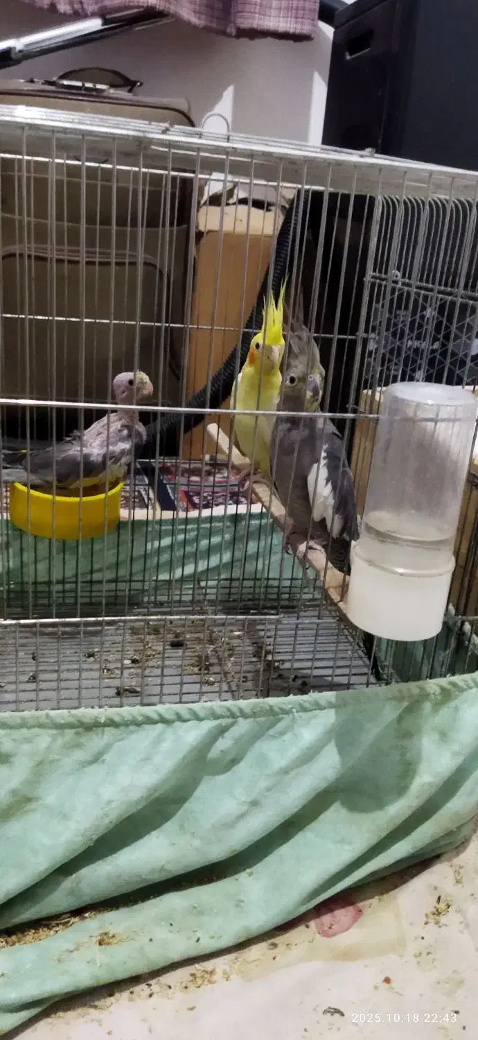 تعدادی طوطی عروس|پرنده|رشت, باهنر|دیوار