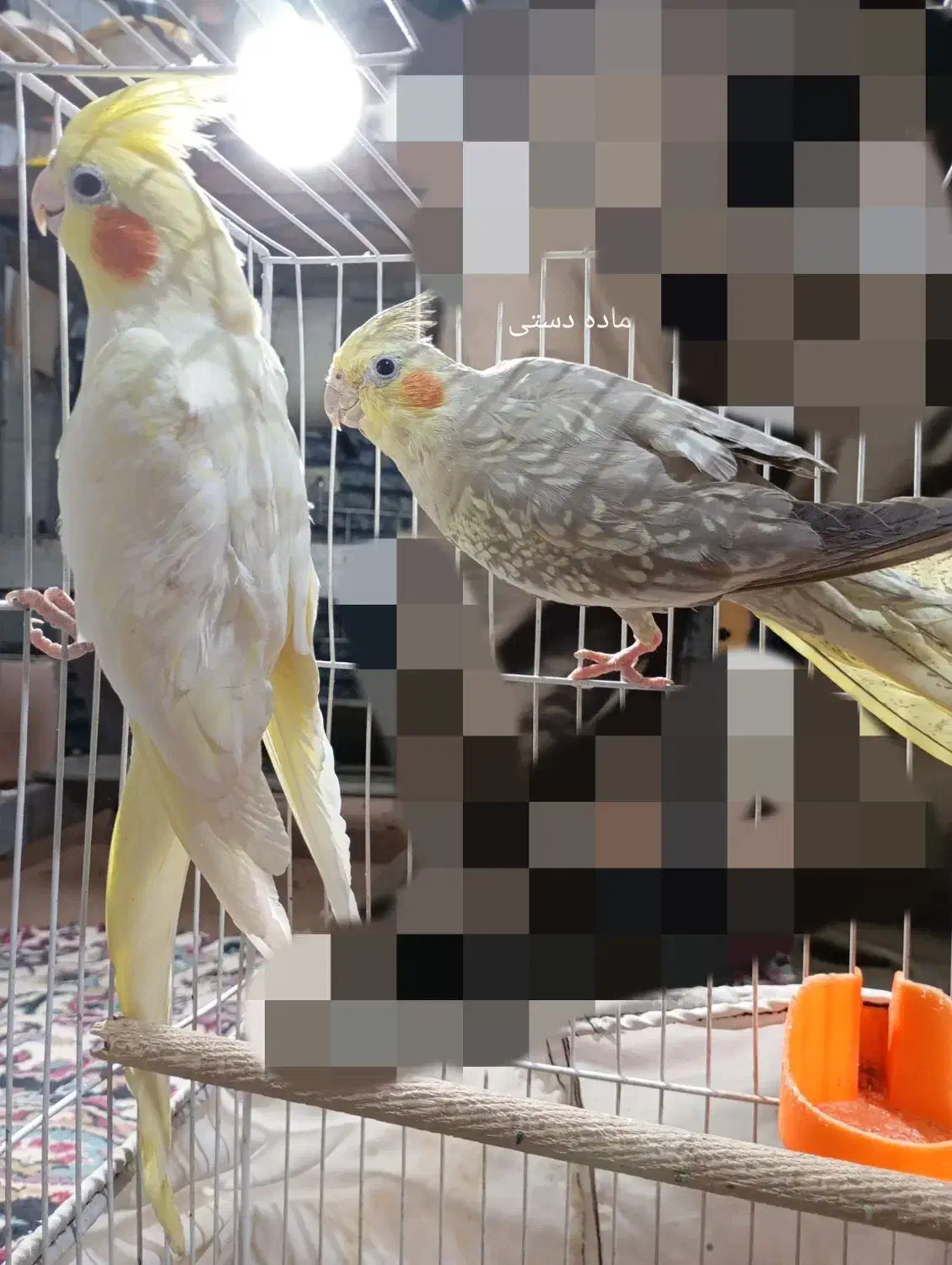 عروس هلندی|پرنده|مشهد, رده|دیوار