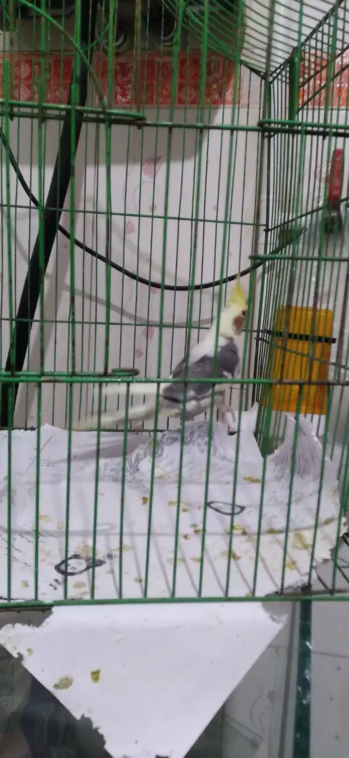 عروس معاوضه با۲جفت مرغ عشق باجوجه|پرنده|فردیس, شهرک وحدت|دیوار