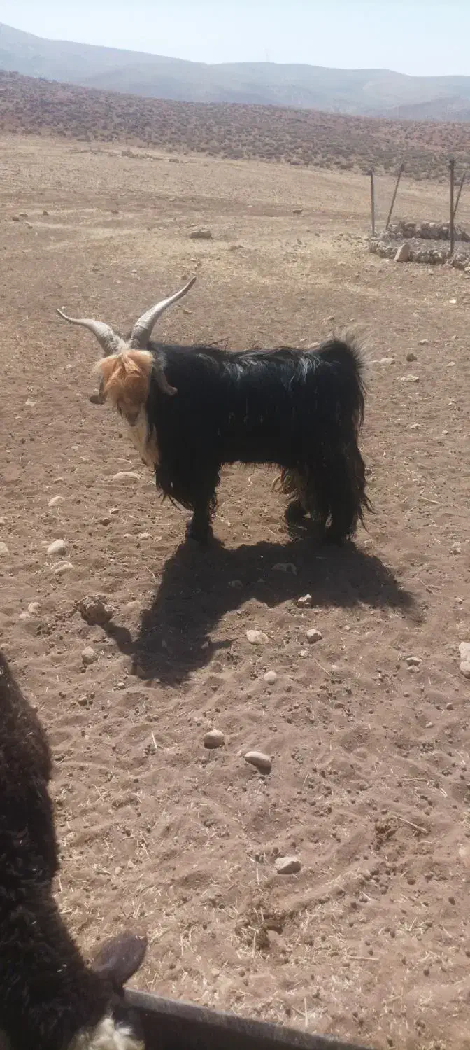 کسی خواست زنگ بزنه|حیوانات مزرعه|ایذه, |دیوار