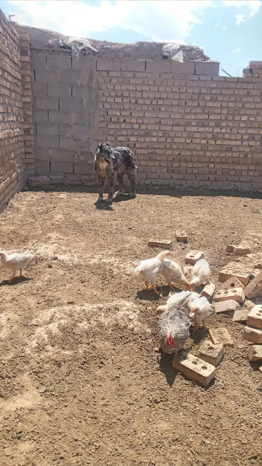 ماده|سگ|تایباد, |دیوار