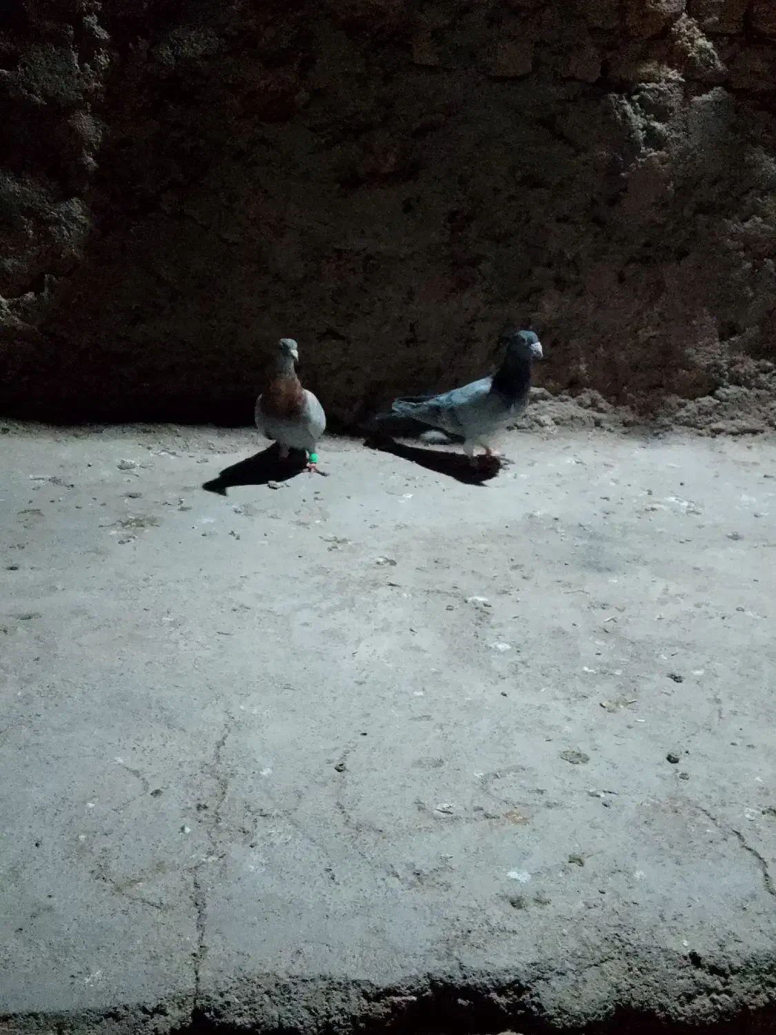 کبوتر پرش|پرنده|طاغنکوه, |دیوار