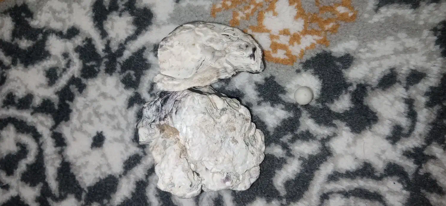 مرواریداصل همراه باصدف|جواهرات|مشهد, احمدآباد|دیوار