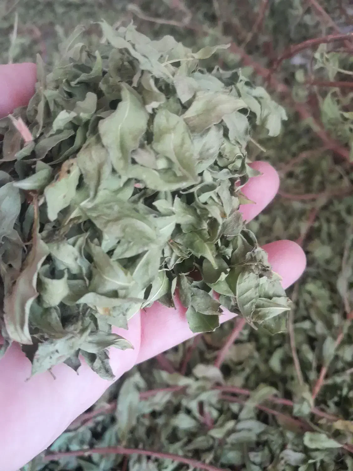 حنا طبیعی|آرایشی، بهداشتی، درمانی|وحدتیه, |دیوار