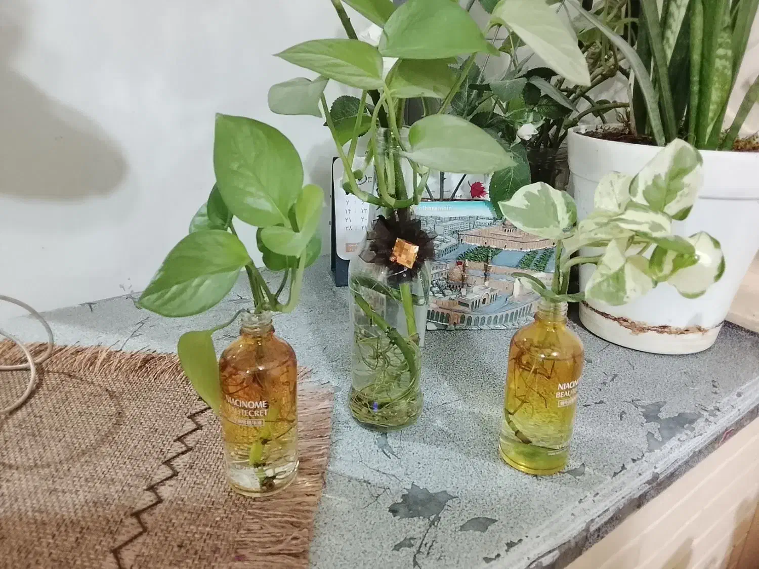 غلمه پتوس|گل و گیاه طبیعی|تربتحیدریه, سرمحله|دیوار