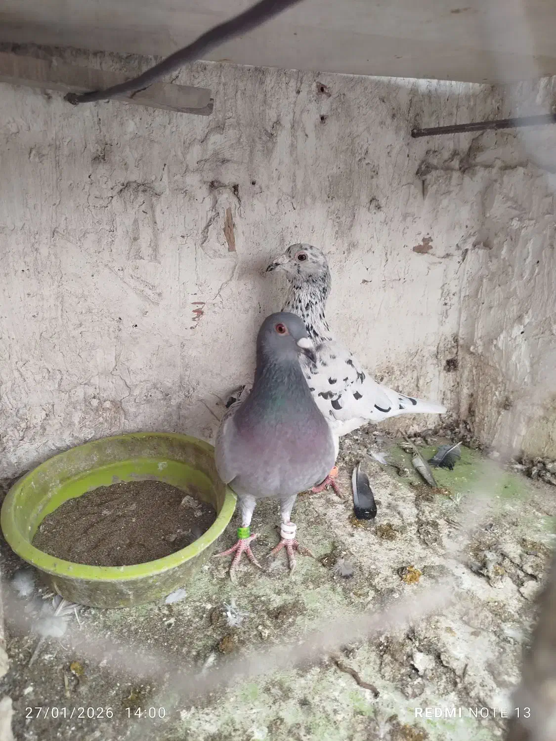 کبوتر|پرنده|نگین شهر, |دیوار