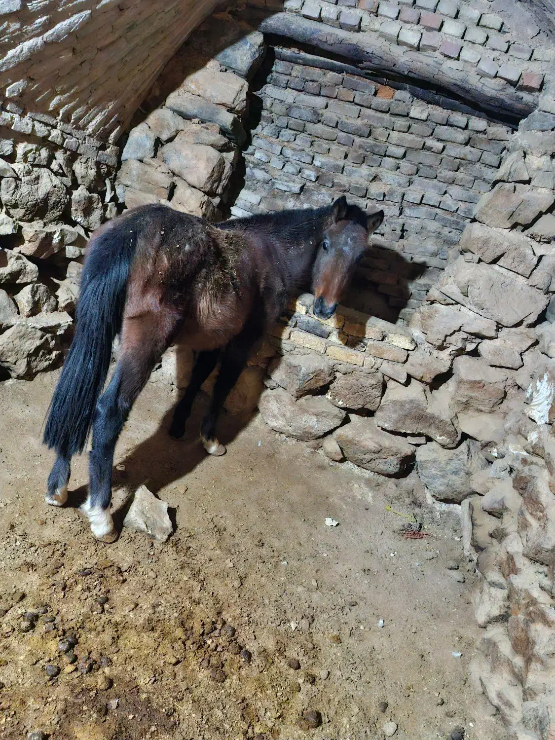 کره اسب|اسب و تجهیزات اسب‌سواری|داران, |دیوار