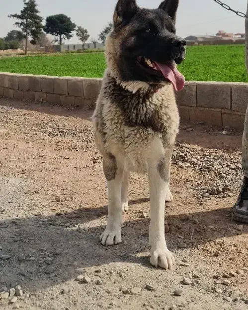 سگ اکیتا نگهبان|سگ|پاکدشت, پارچین|دیوار