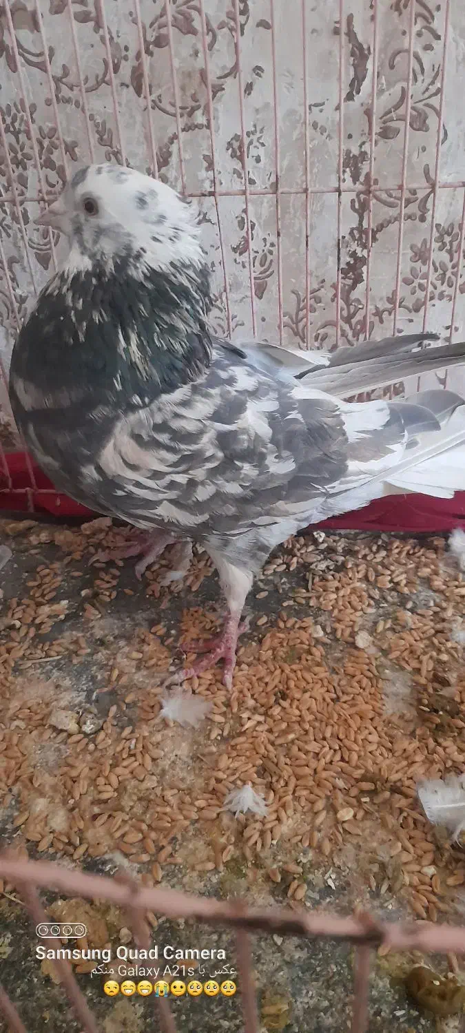 کفتر خوب وخوشکل|پرنده|سبزوار, شرق کال جنوبی (شمس آبادی)|دیوار