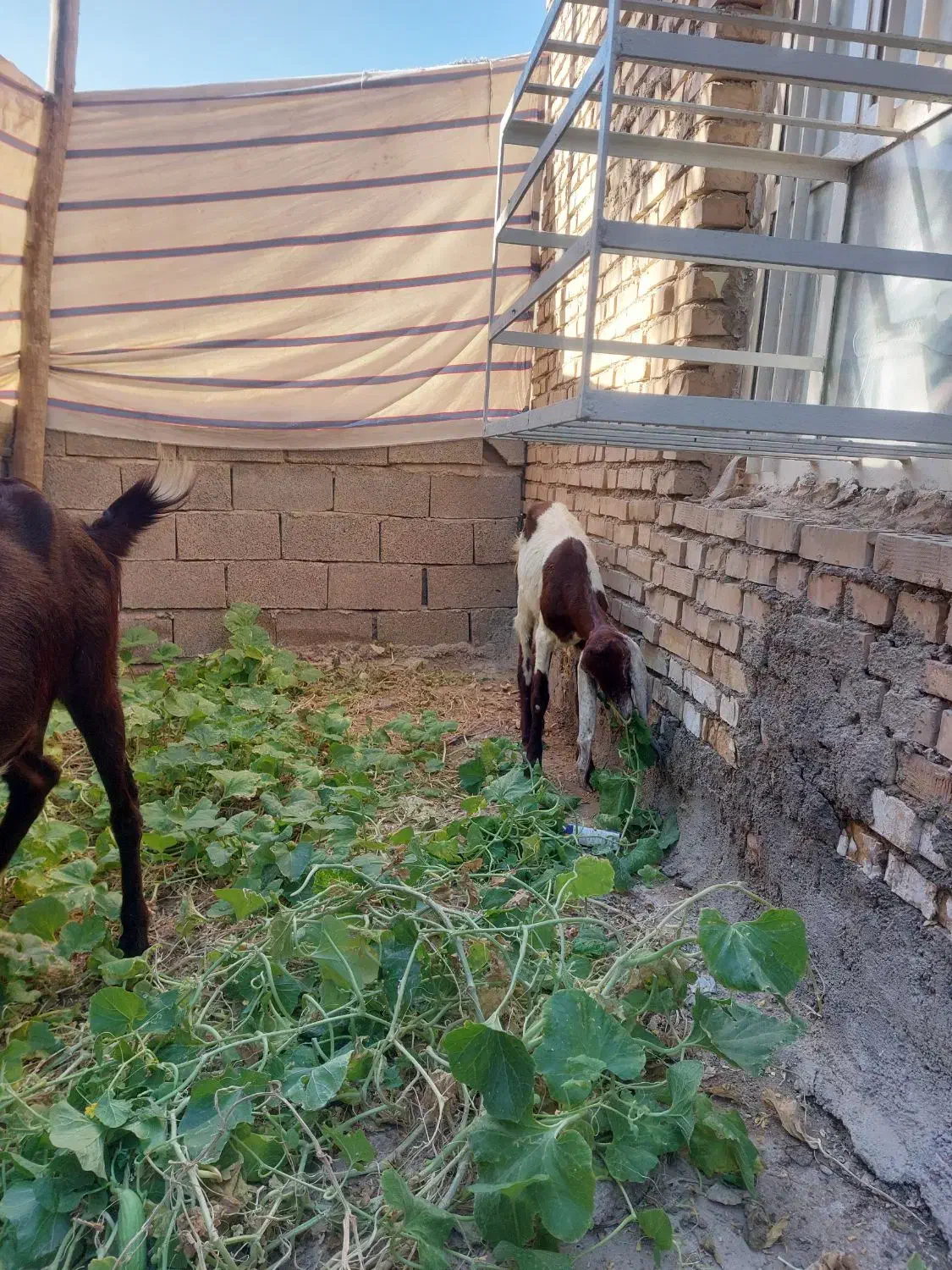 بزافغانی اصل|حیوانات مزرعه|هندیجان, |دیوار