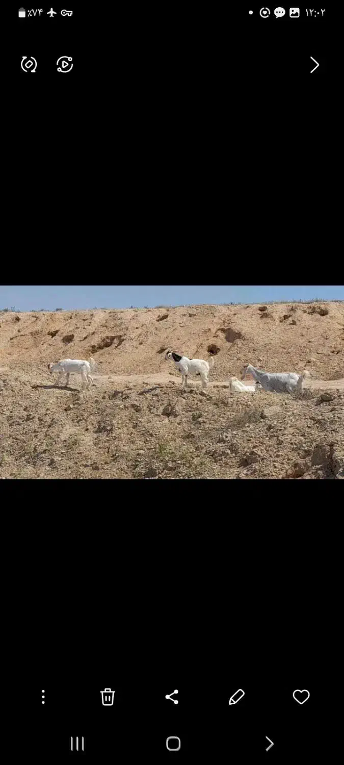 خوزستان هندیجان|حیوانات مزرعه|هندیجان, |دیوار