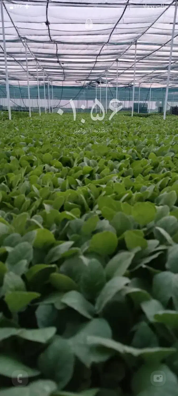 سلام وانت کرایه '|خدمات حمل و نقل|جیرفت, |دیوار