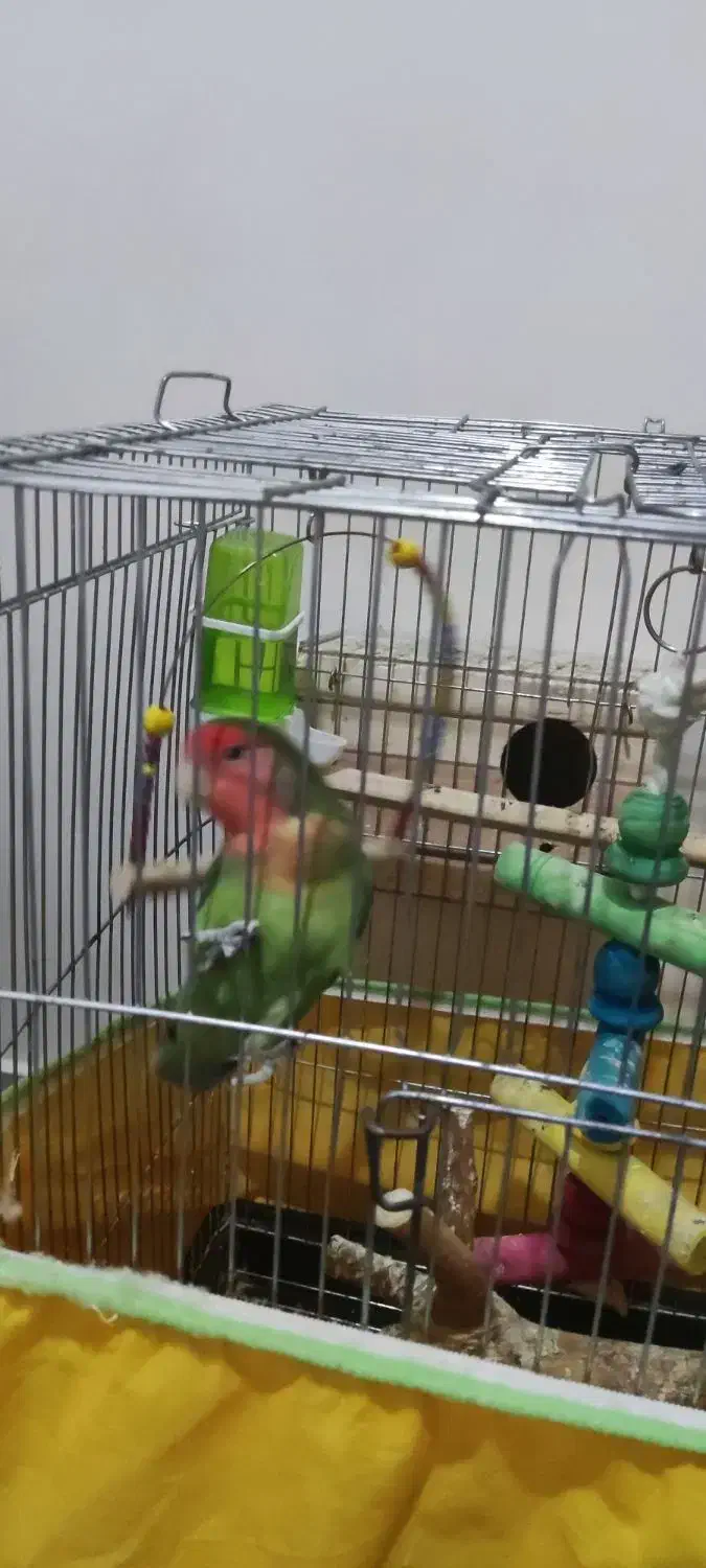 طوطی برزیلی جفت،خیلی خوش رنگ|پرنده|مشکیندشت, |دیوار